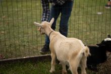 2025 Buildings & Animals