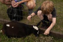 2025 Buildings & Animals