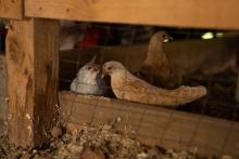 2025 Buildings & Animals