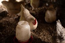 2025 Buildings & Animals