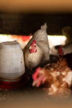 2025 Buildings & Animals